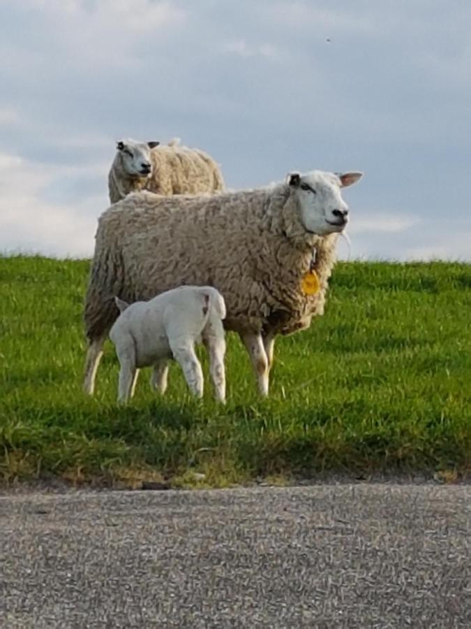 "Het Steechje" In Ie Bij Schiermonnikoog En Ameland Apartment Ee Ngoại thất bức ảnh